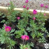 Anemone lesseri 'Spring Beauty Pink' - Lesseri ülane 'Spring Beauty Pink' P11/0,75L